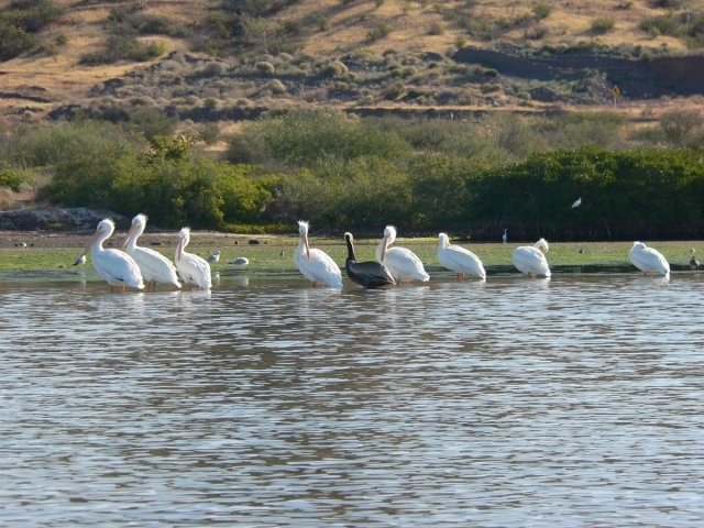 Avistamiento de aves